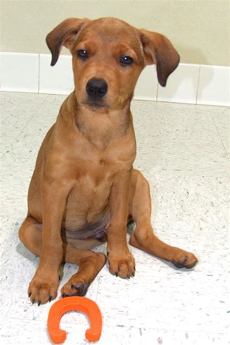 Animal league of green valley az - UNABLE TO REACH OWNER – CARMELITA IS ASSUMED TO BE ADOPTED 1-12-24. CARMELITA is a friendly and well-behaved 18-month-old, 35-pound, Hound/Terrier mix female who needs a new home. Adopter found her but does not have room to keep her. She walks well on leash and is crate trained. She is in good health, …